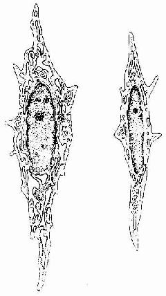 成纤维细胞（左）和纤维细胞（右）超微结构模式图