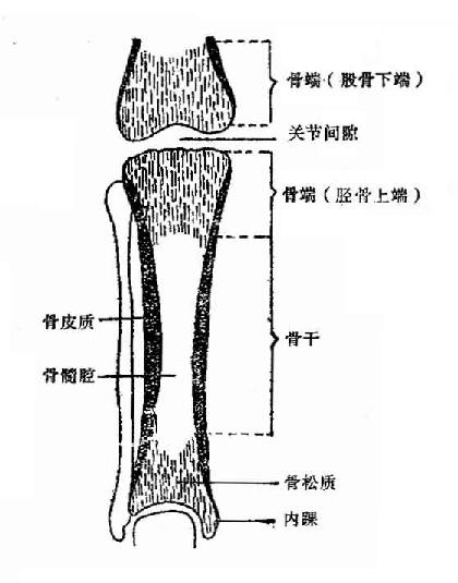 成人长骨及关节X线解剖示意图