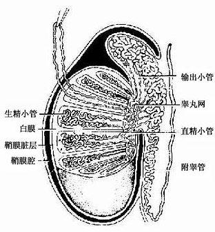 睾丸与附睾模式图