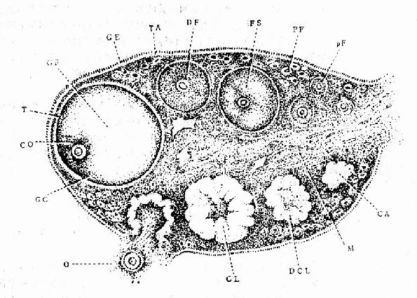 卵巢结构及周期性变化切面示意图
