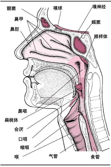 鼻腔及咽喉部剖面图