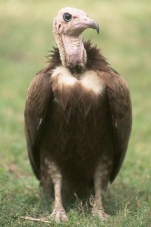 秃鹫