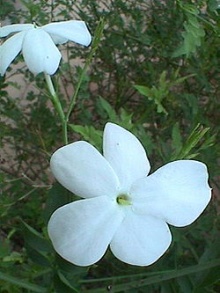 素馨花