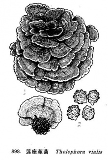 莲座革菌