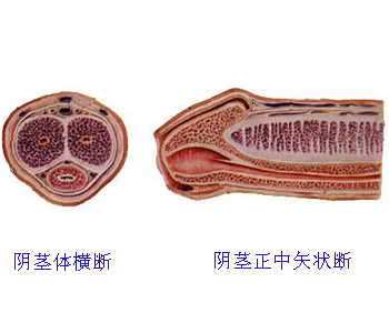 三个扩大:尿道前列腺部,尿道球部,尿道舟状窝两个弯曲:1
