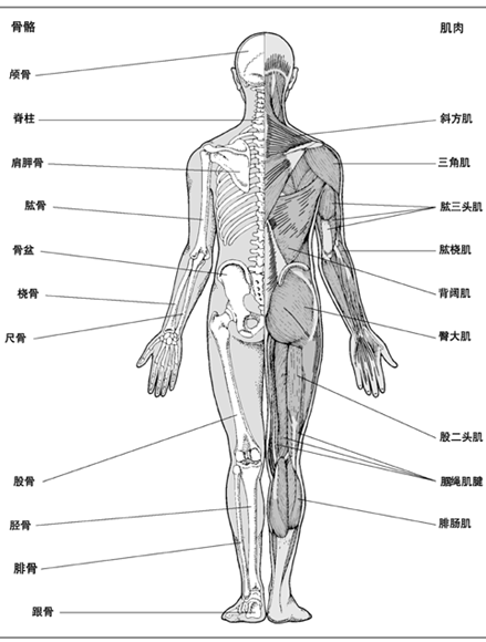 人体后背骨骼结构图图片