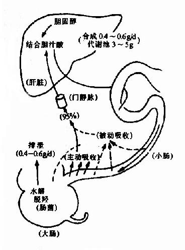 胆汁酸的肠肝循环