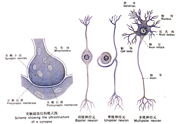 脊髓神经细胞结构图图片