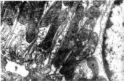 小鼠肾远端小管上皮细胞基部电镜像