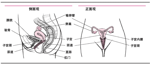 女性内生殖器