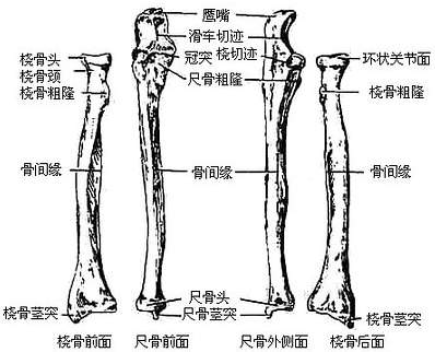 尺骨上端粗大,前面有一半月形的关节面,叫做滑车(半月)切迹,与肱骨
