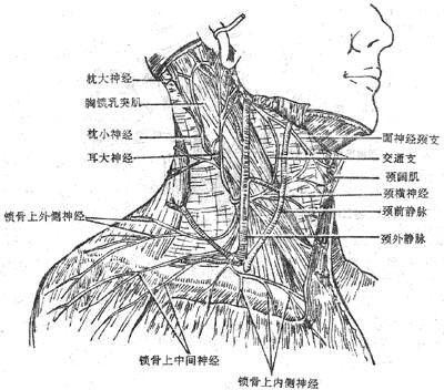 脖颈结构图片