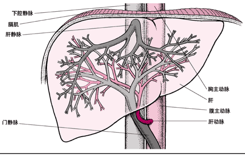 肝脏的血供示意图图片