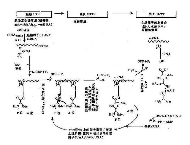 蛋白质翻译过程图解图片
