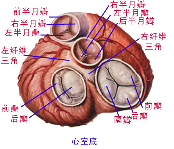 3,房间隔:两层心内膜间夹结缔组织和少量心肌组成,卵圆窝处最薄