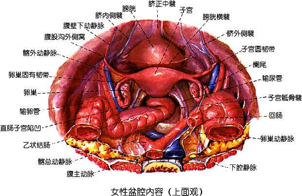 卵巢固有韧带:由结缔组织和平滑肌构成,起自卵巢下端,止于输卵管与