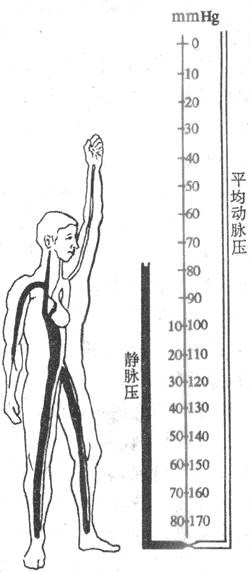 直立体位对肢体动脉和静脉血压的影响（1mmHg＝0.13kPa）