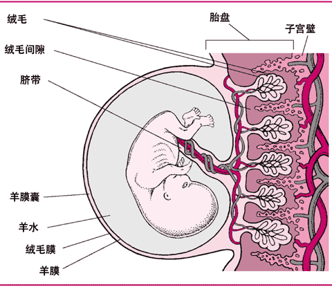 胎盘的结构图片图片