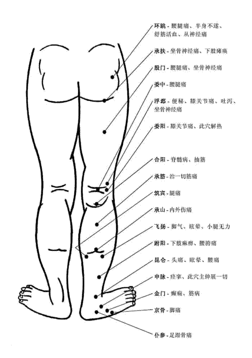 腿部穴位和穴位功能
