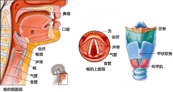 喉的解剖结构