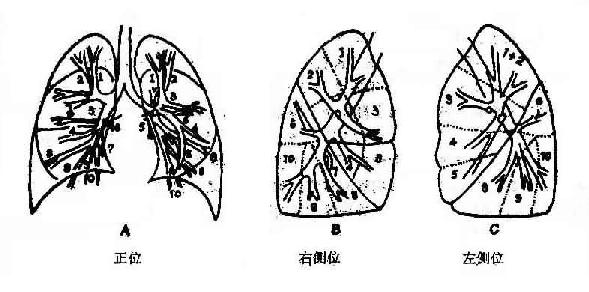 支气管分支与肺段