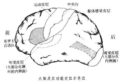 大脑皮层功能定位示意图