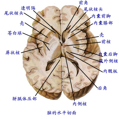 大脑横切面解剖图图片