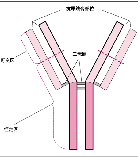 抗体的基本Y型结构
