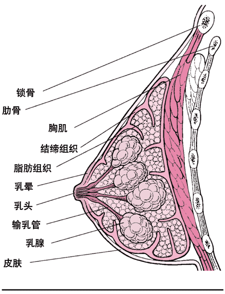 乳房内部结构
