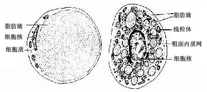 单泡脂肪细胞和多泡脂肪细胞超微结构模式图