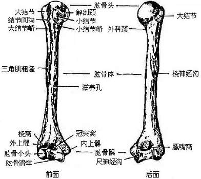 上端膨大,向内上方突出的半球形的关节面,叫做肱骨头(图3