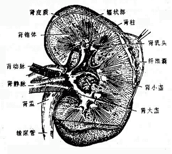 肾的矢状面图图片