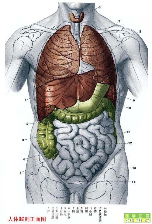 人体解剖正面图