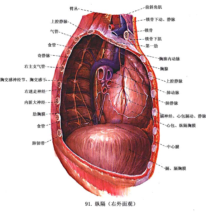 肺及纵隔解剖图图片