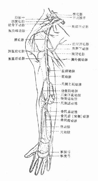 手臂股动脉位置图片图片