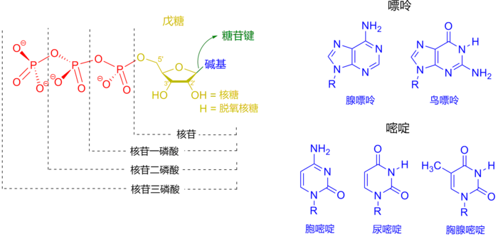 核苷酸结构