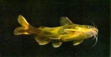黄颡鱼