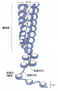 螺纹导管的示意图图片