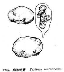 瘤孢地菇